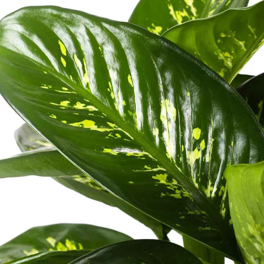 نبات دفنباخيا