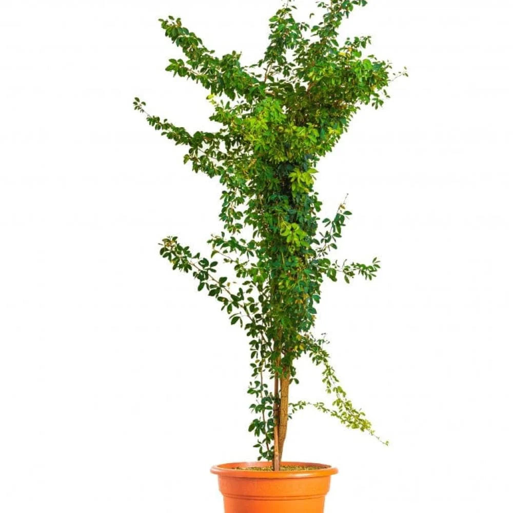 لوز بحريني - 150 سم