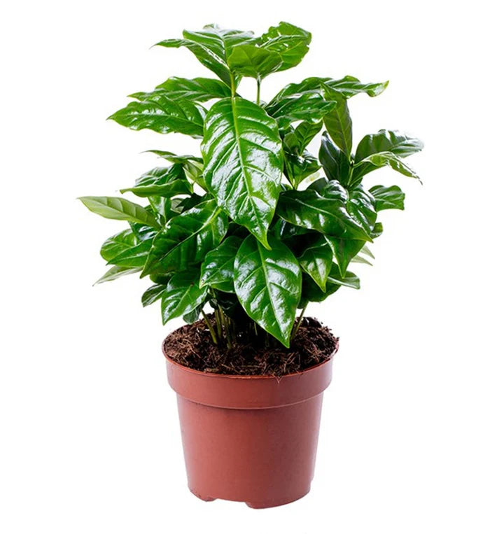 نبات القهوه ارابيكا