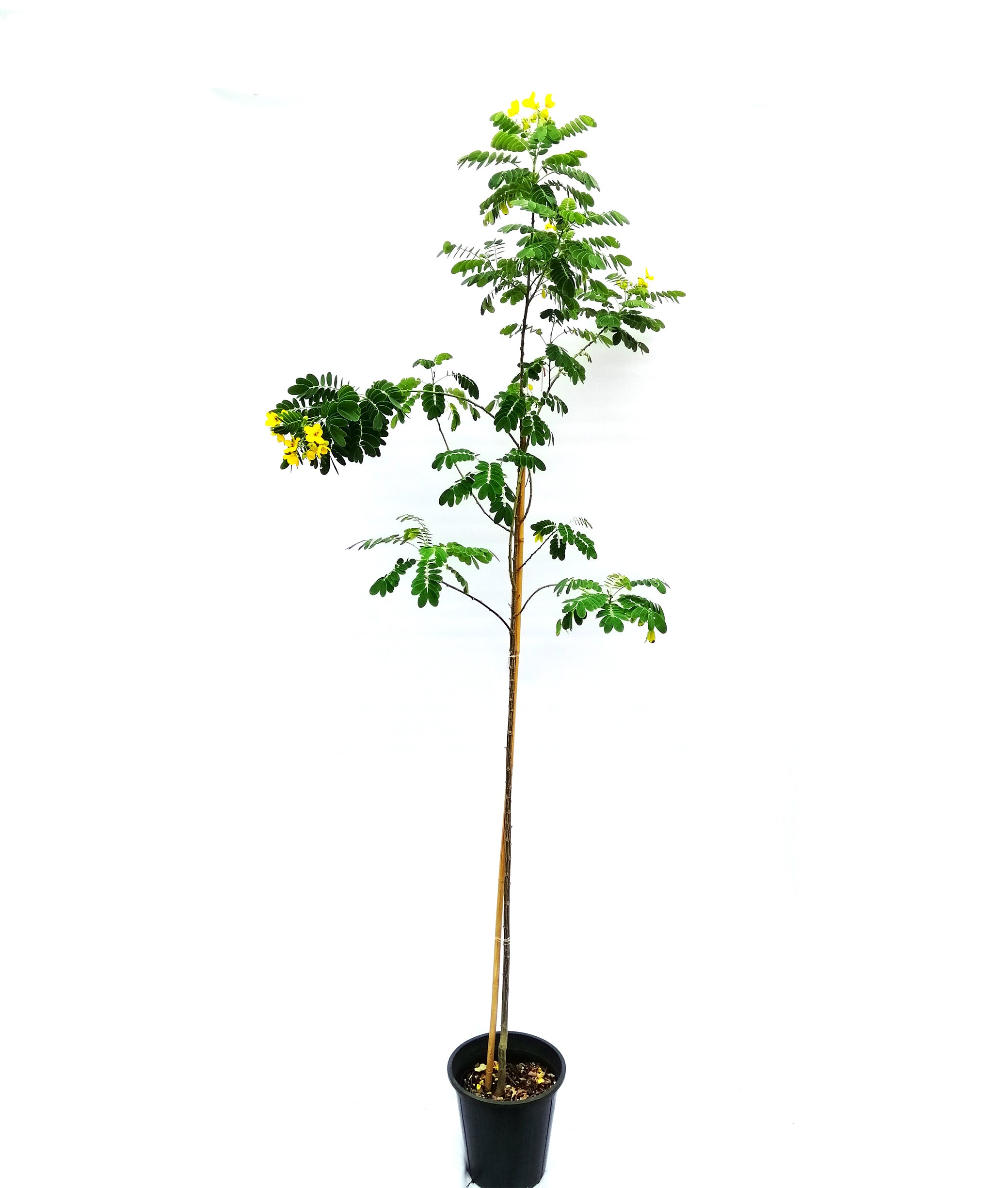 اكاسيا جلوكا - 3 امتار