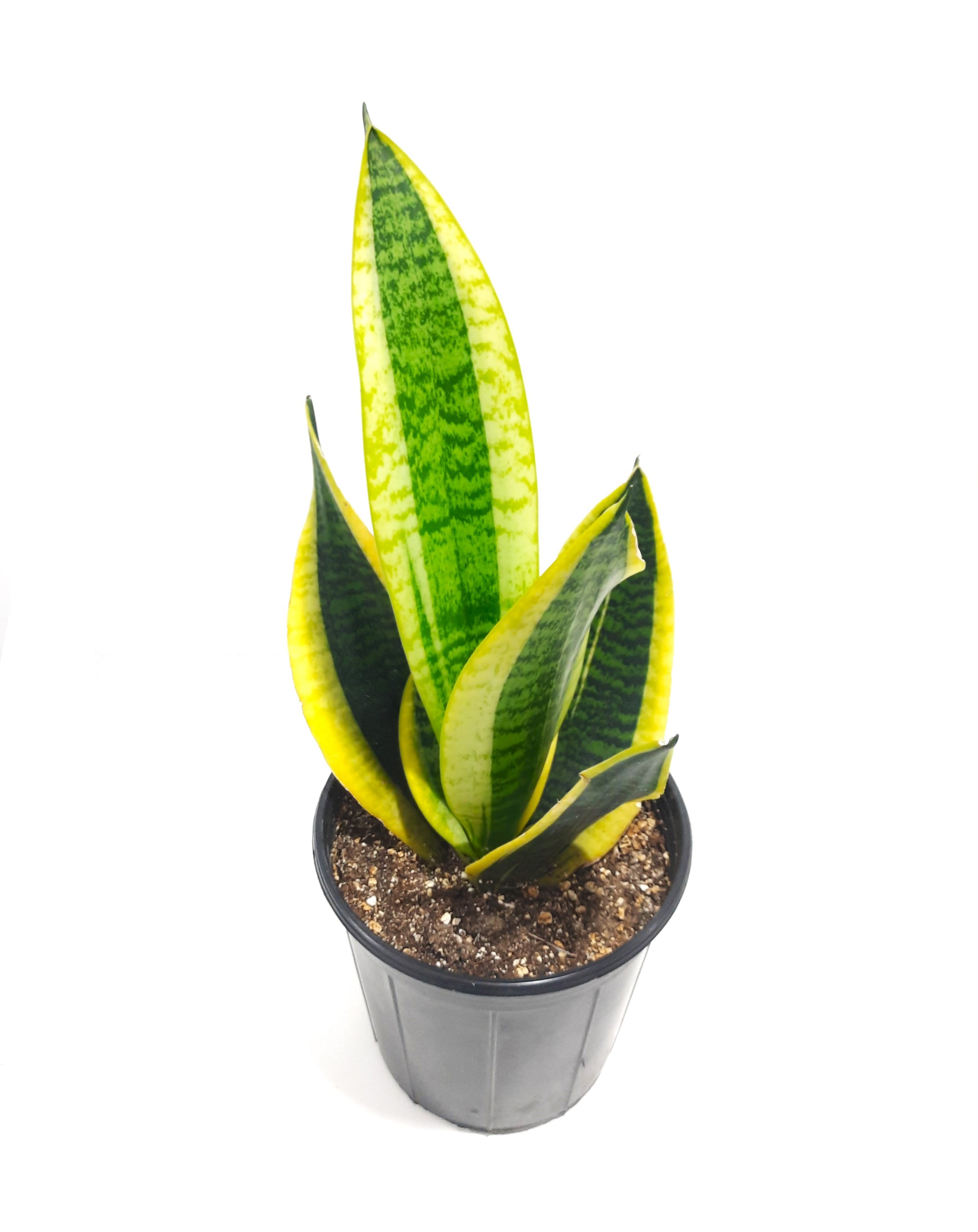 صبار جلد النمر