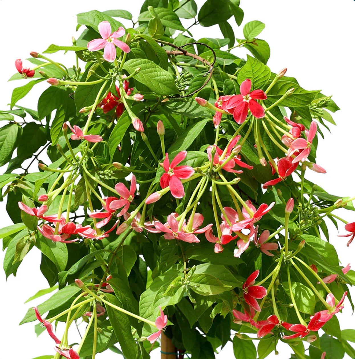 الياسمين الهندي - 150 سم