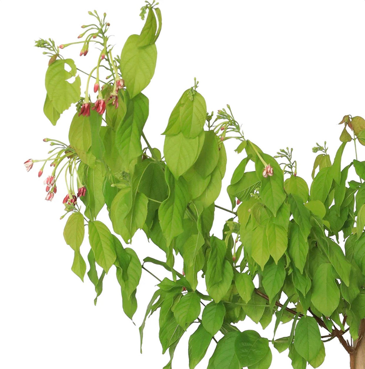 الياسمين الهندي - 150 سم