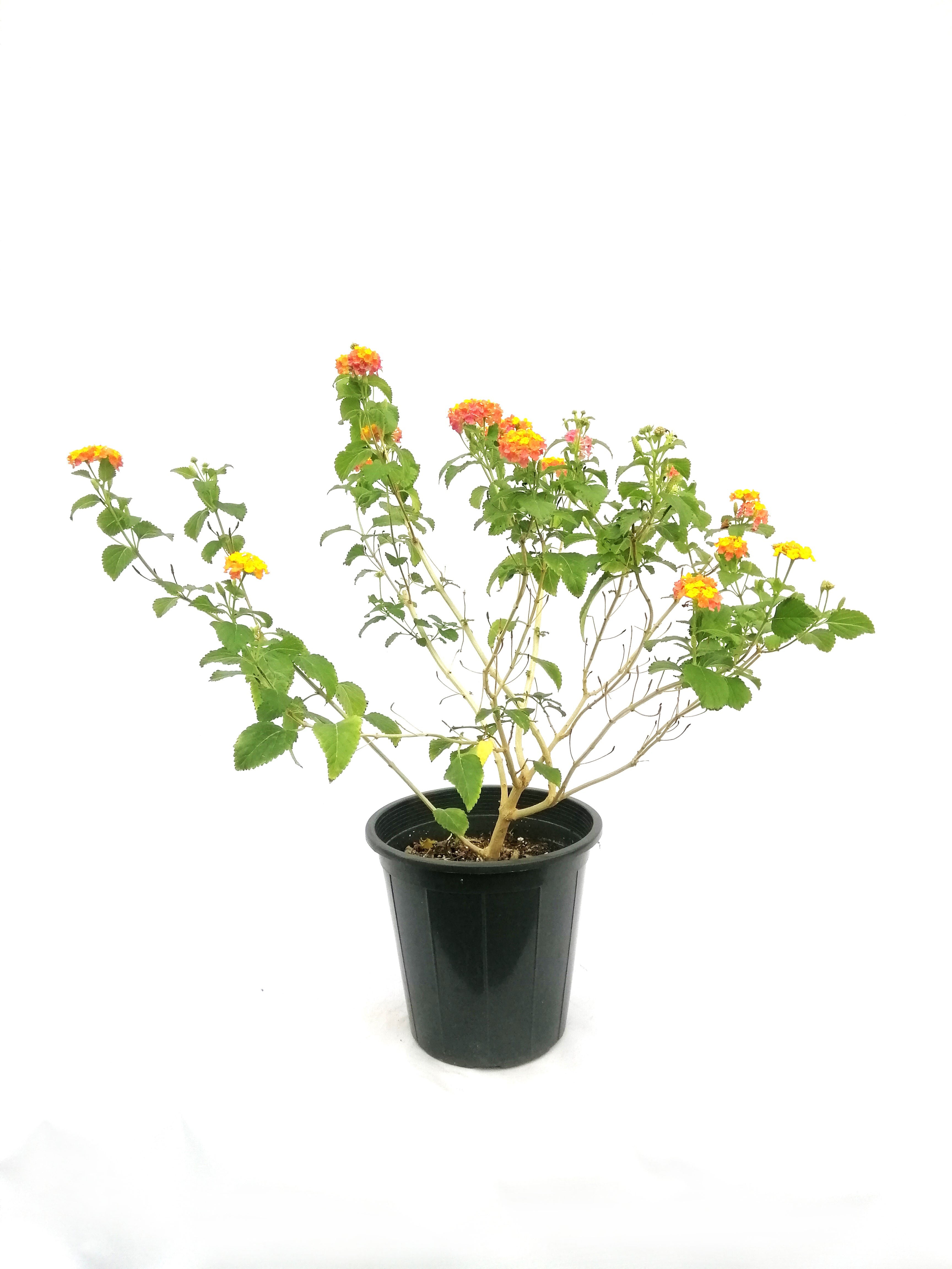 لانتانا كمارا متسلقه