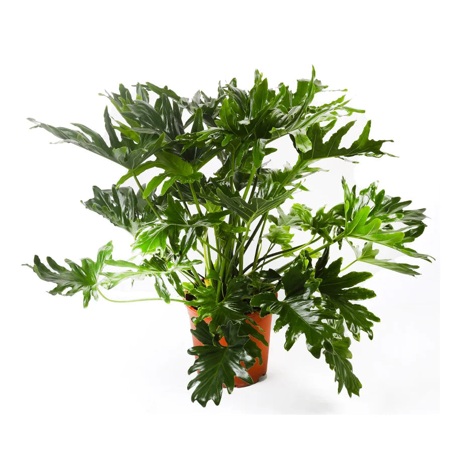 نبات فيلوديندرون سيلوم