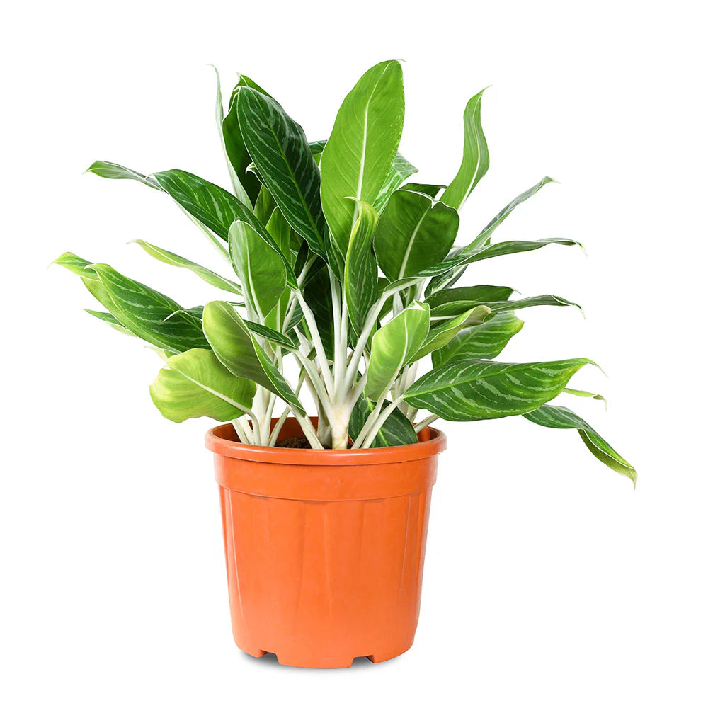 نبات اجلونيما