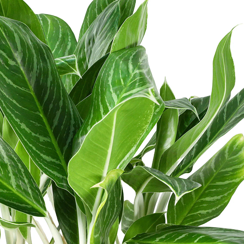 نبات اجلونيما