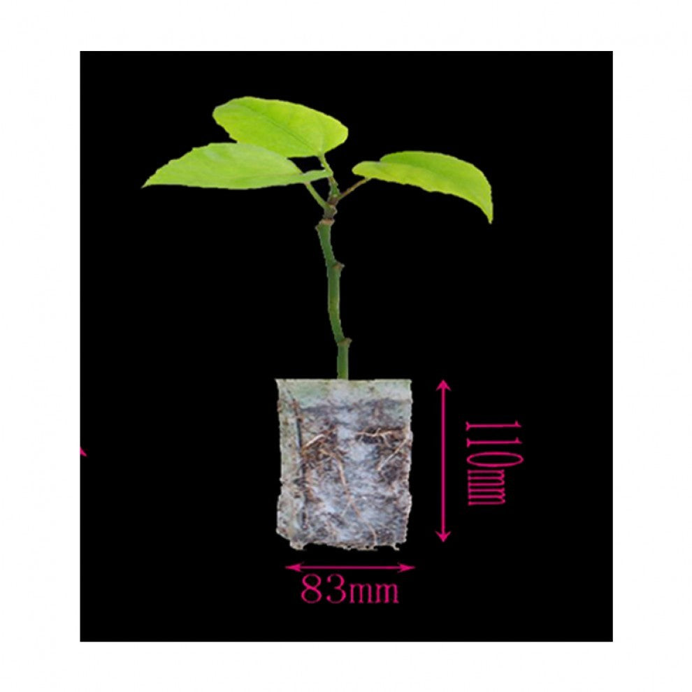 كيس تشتيل صديق للبيئة 20 كيس