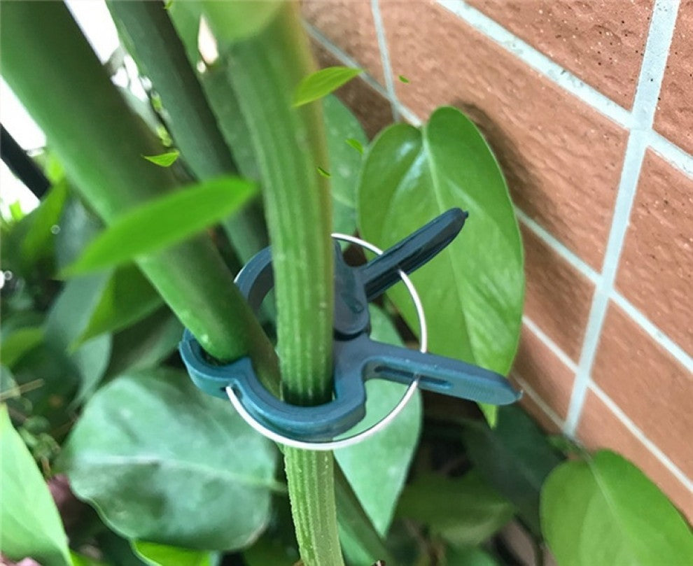 كلبس تدعيم النباتات حجم كبير