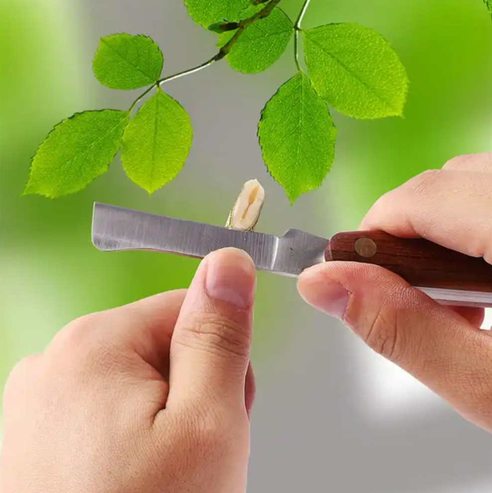 سكين تطعيم النباتات