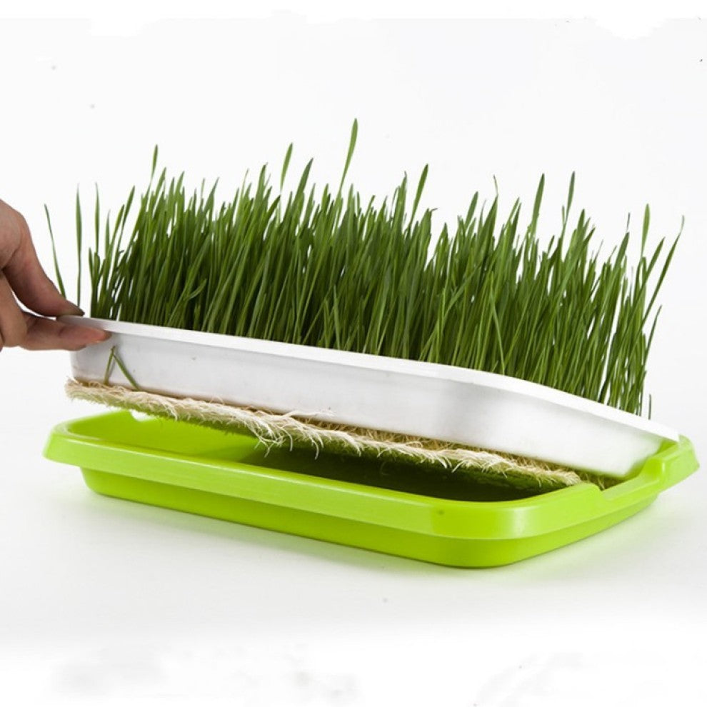 سلة استنبات