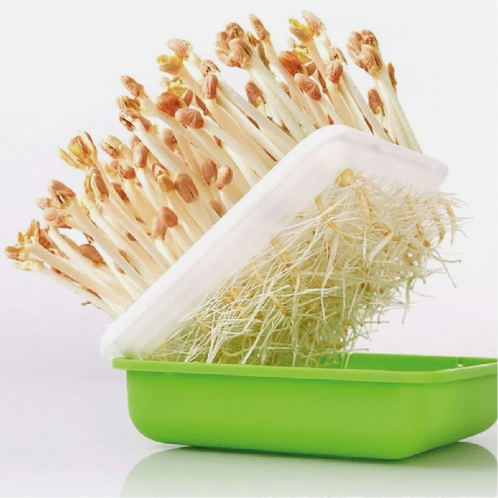 صينية استنبات مع غطاء