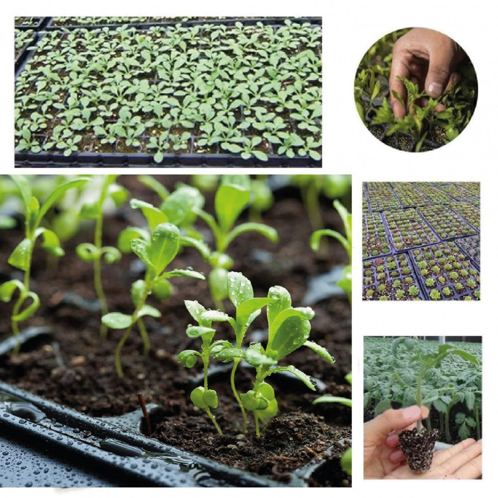 صينية تشتيل 72 عين